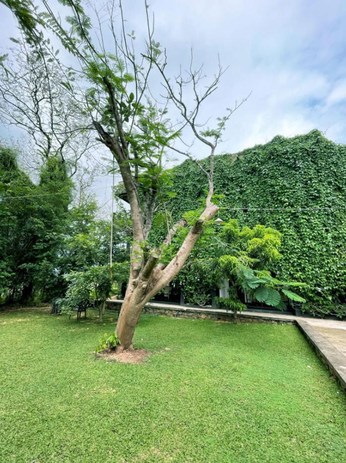 Dambulla Rock Arch Bed & Breakfast Ngoại thất bức ảnh