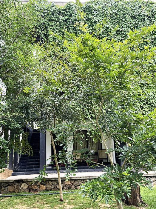 Dambulla Rock Arch Bed & Breakfast Ngoại thất bức ảnh